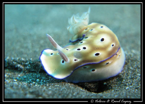 Risbecia tryoni on its way by Raoul Caprez 